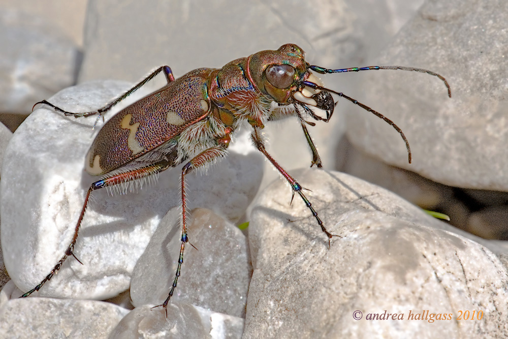 Cicindela hybrida o silvicola ???? questo  il problema